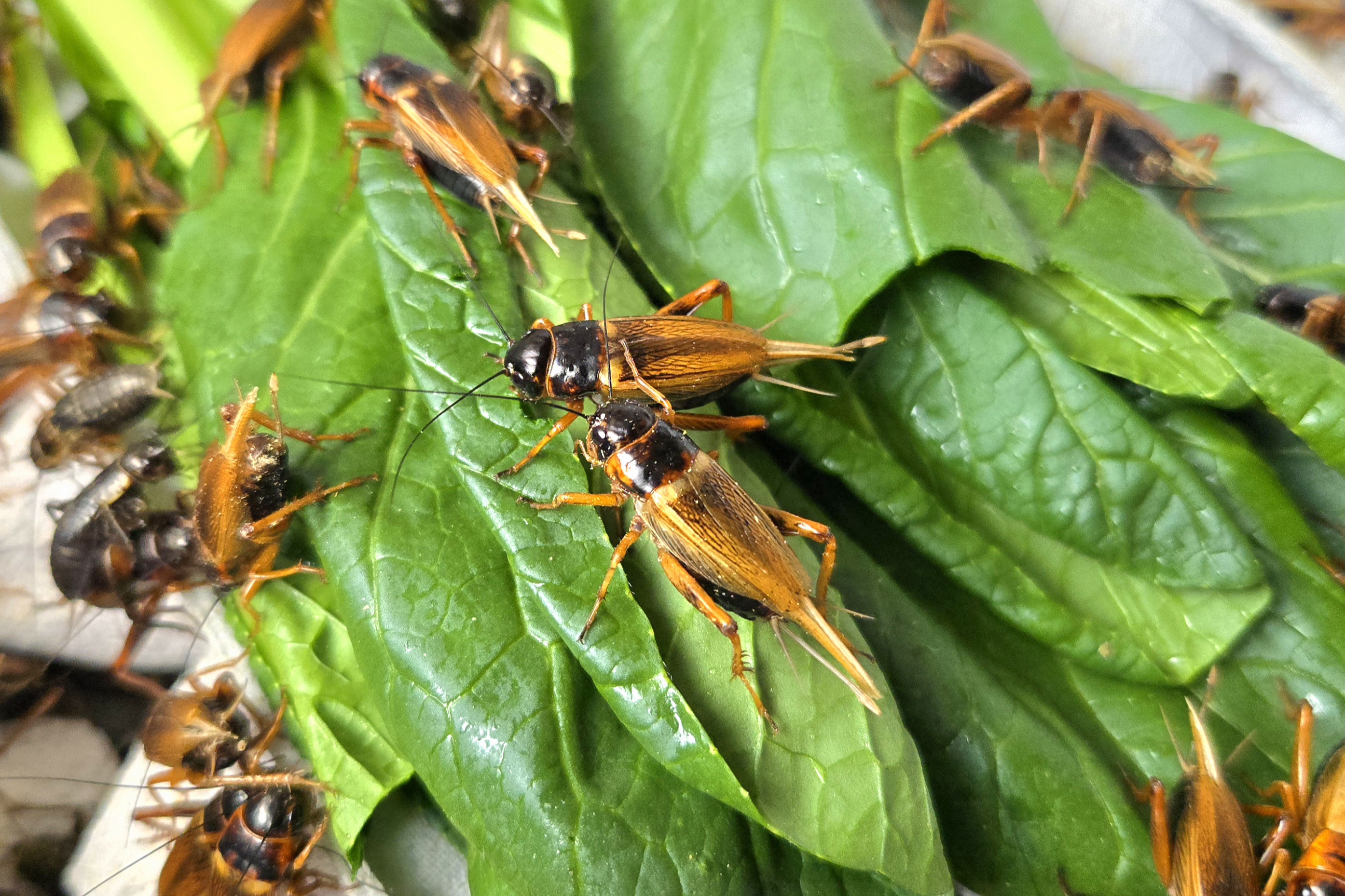 野菜を食べるコオロギ